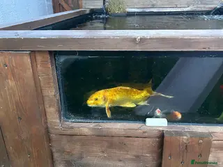 Koi Carp fish Koi carp - Advert 1