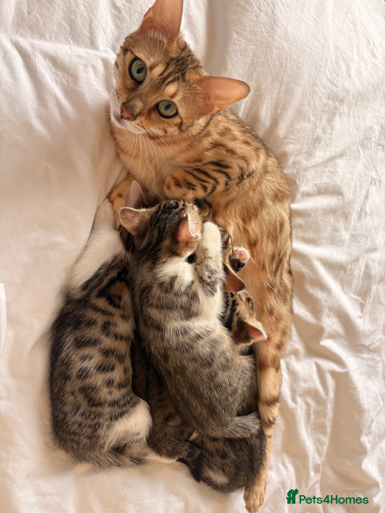 Bengal cats Bengal Cross Boy  - Advert 8