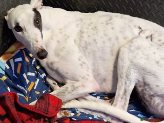 Greyhound dogs Gentle greyhound boy 5yrs - Advert 6