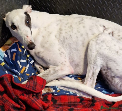Greyhound dogs Gentle greyhound boy 5yrs - Advert 3
