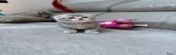 Scottish Fold cats for sale: Full pedigree Scottish fold kittens - Advert 9