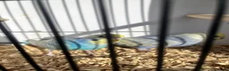Budgerigars birds for sale: Stunning mutations  - Advert 21