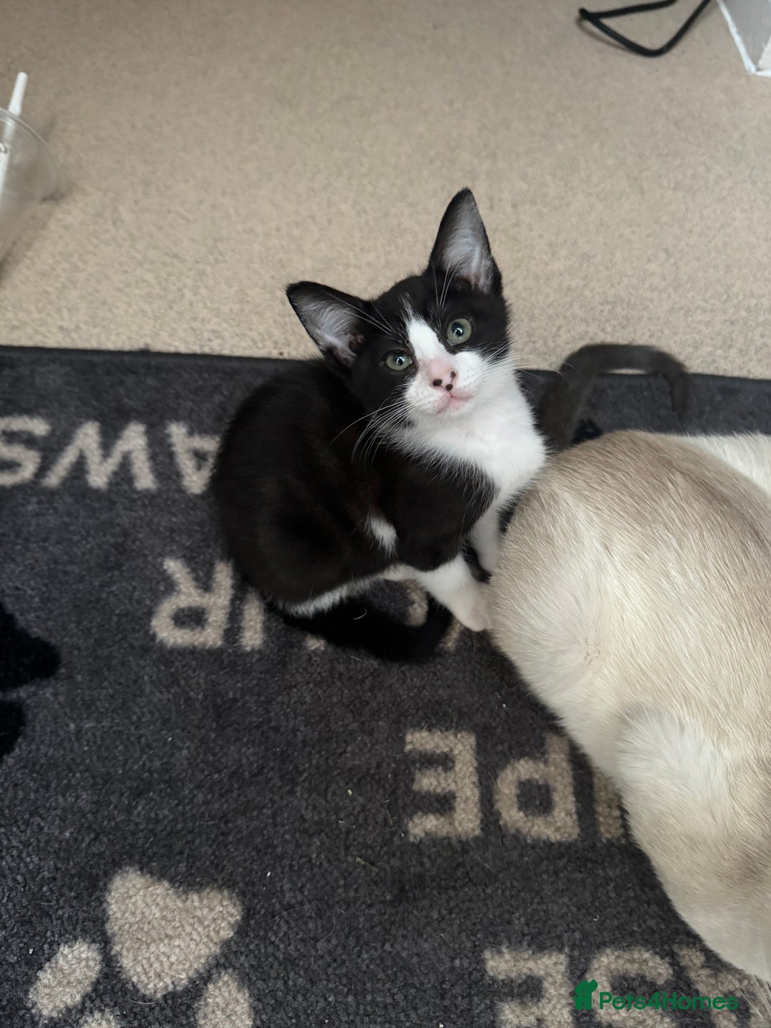 Mixed Breed cats for sale: Two beautiful ladies 💜 - Image 18
