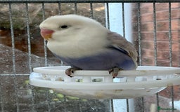 Lovebirds birds for sale: Lovebirds for sale  - Advert 5