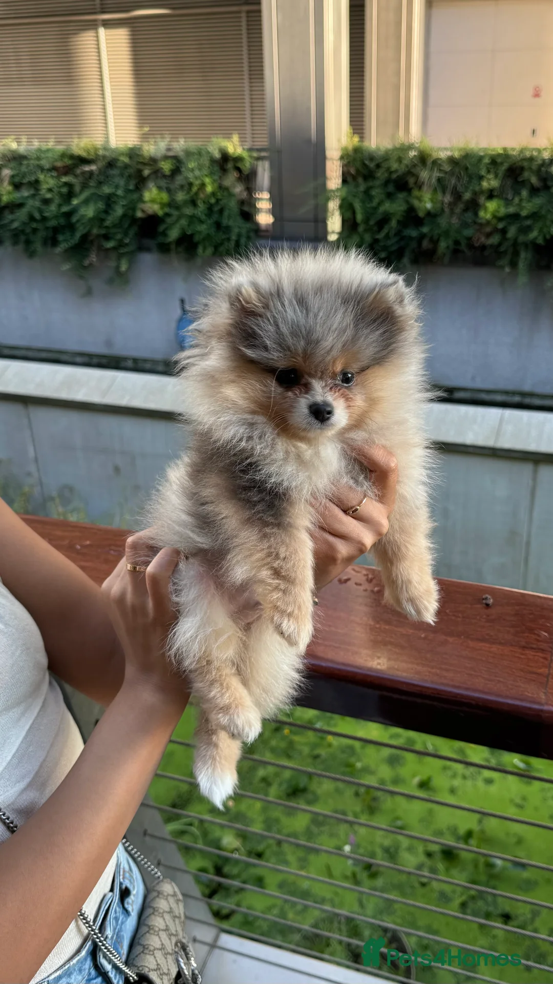Pomeranian dogs for stud: Rare Blue & Tan Merle Pomeranian Stud – London  - Advert 4