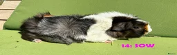 Guinea Pig rodents for sale: Guinea Pigs - Ready Now - Advert 27