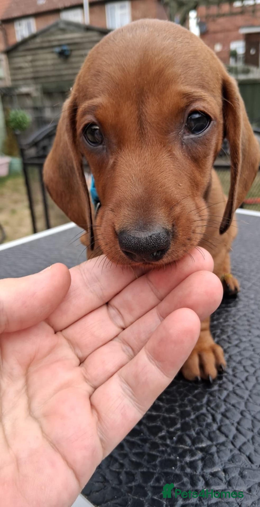 Dachshund dogs for sale: Standard smooth dachshunds males  - Image 15