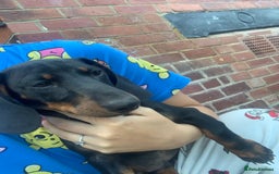 Miniature Dachshund dogs for sale: Miniature sausage dog  - Image 1