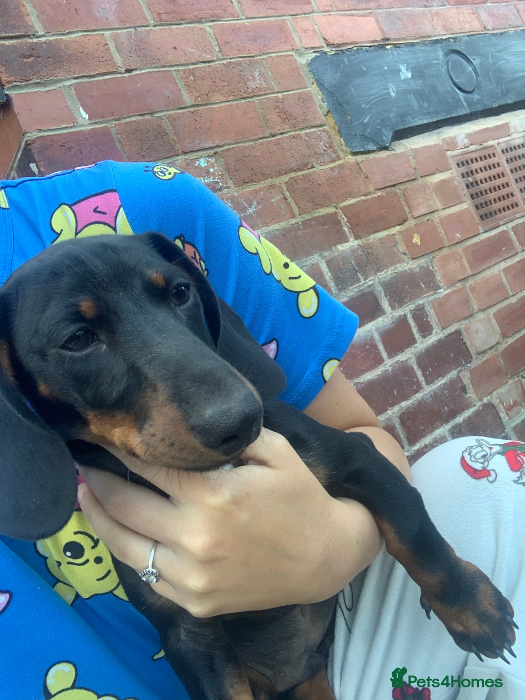 Miniature Dachshund dogs for sale: Miniature sausage dog  - Image 1
