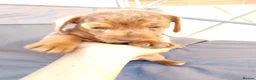 Mixed Breed dogs for sale: Miniature dachshund mixed with Patterdale  - Advert 5