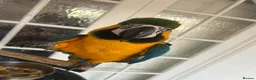 Macaws birds for sale: Tame 10 Month Old Male Blue & Gold Macaw in Harrow - Advert 9