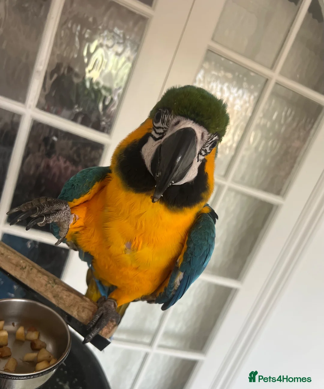Macaws birds for sale: Tame 10 Month Old Male Blue & Gold Macaw in Harrow - Advert 9
