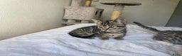 Munchkin cats for sale: Beautiful Bengal Tabby Munchkin Kittens for sale  - Advert 3