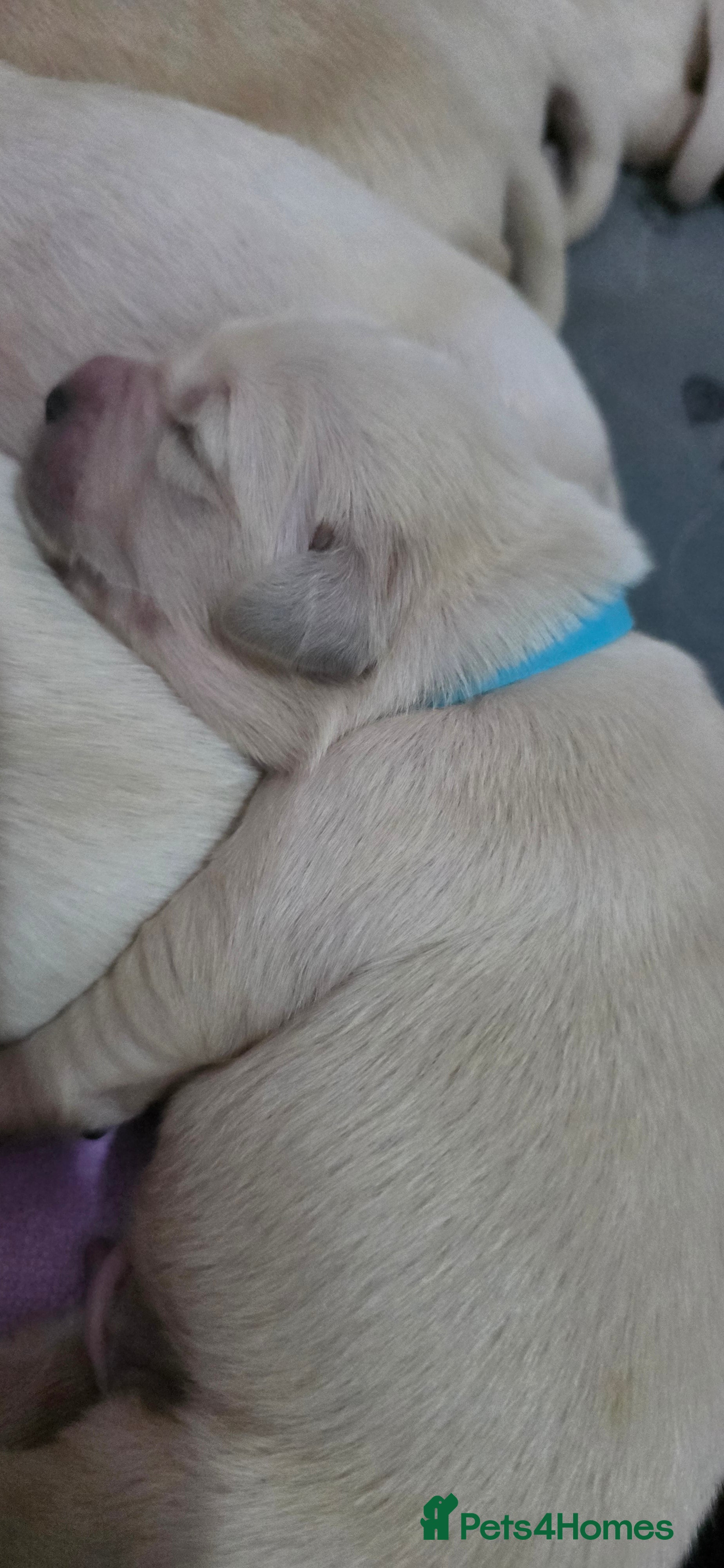 Golden Retriever dogs for sale: Gorgeous KC Registered Golden Retriever Puppies - Advert 2