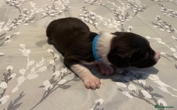 Mixed Breed dogs for sale: Sprollies - Image 24