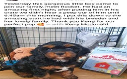 Cavapoo dogs for sale: Stunning Deep red health tested f1 cavapoos  - Image 15