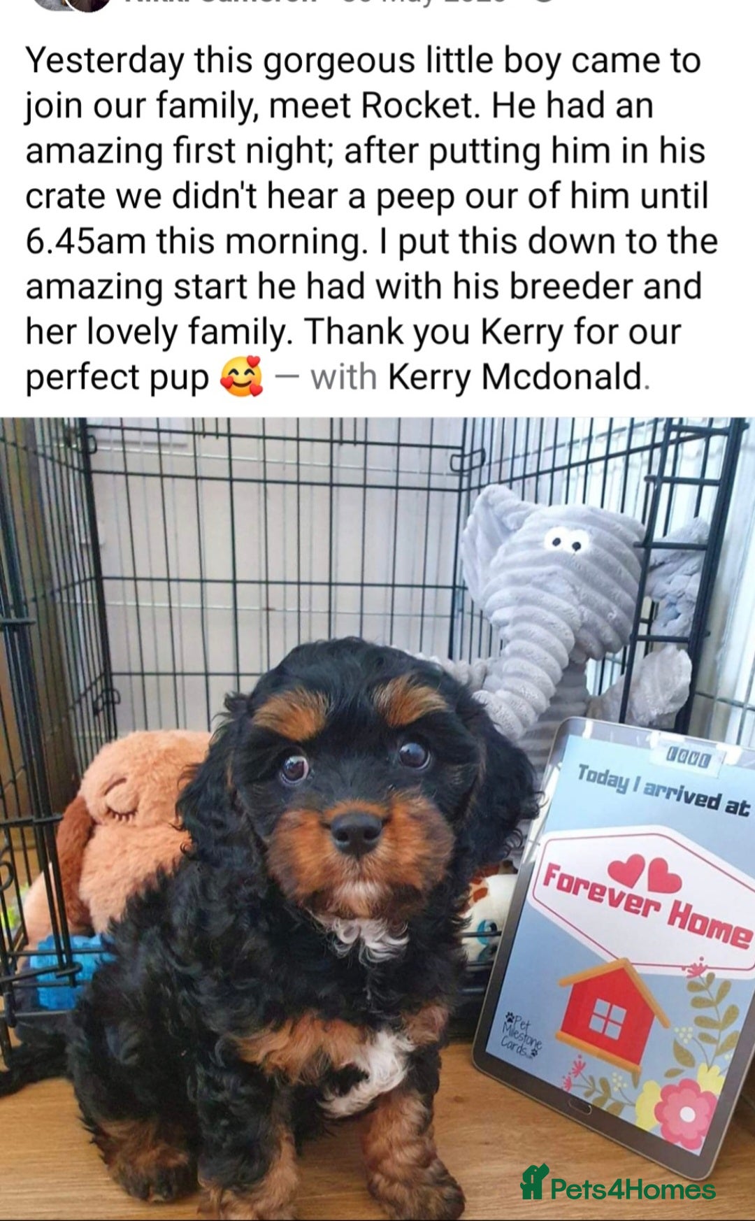 Cavapoo dogs for sale: Stunning Deep red health tested f1 cavapoos  - Image 15