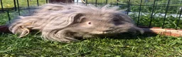 Guinea Pig rodents for sale: 2 lovely long haired guinea pigs, males in Manningtree - Advert 2