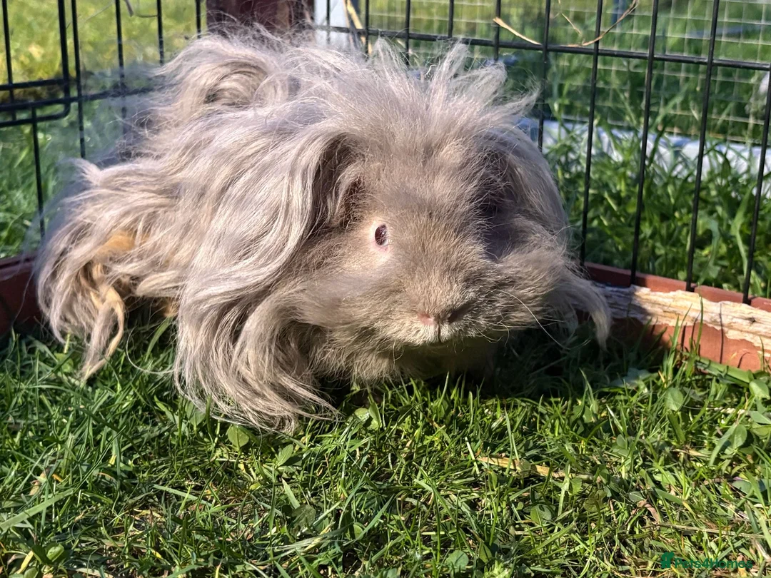 Guinea Pig rodents for sale: 2 lovely long haired guinea pigs, males in Manningtree - Advert 2