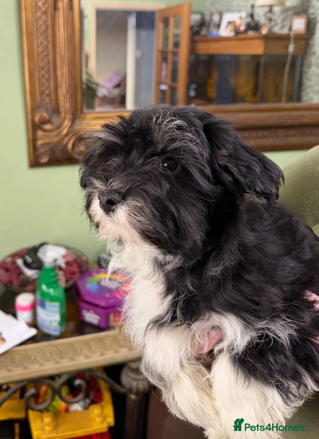Havanese dogs for sale: ***Beautiful Havanese Puppies *** - Advert 34