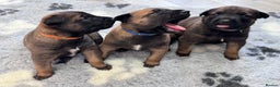 Belgian Shepherd Dog dogs for sale: Belgian Malinois Puppies - Advert 11