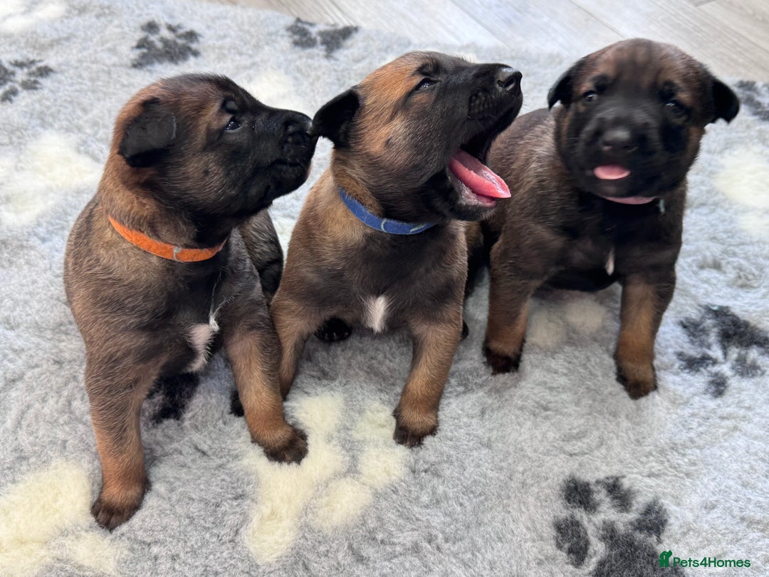 Belgian Shepherd Dog dogs for sale: Belgian Malinois Puppies - Advert 11