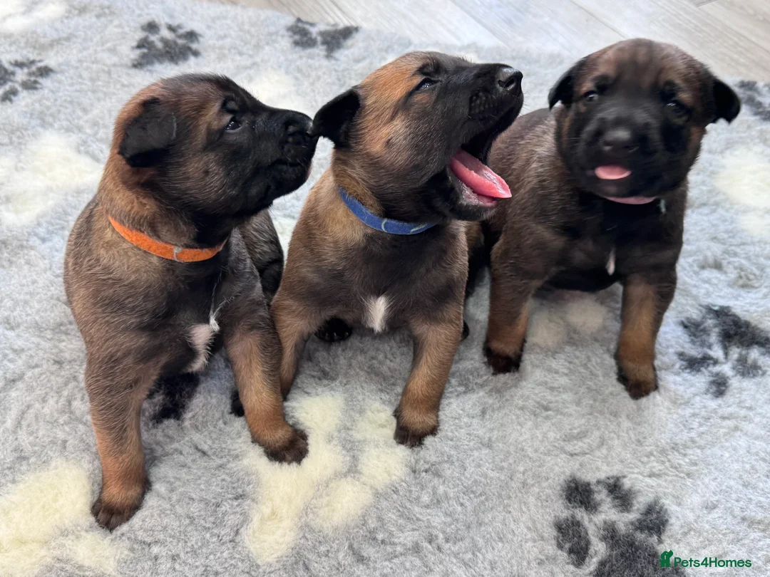 Belgian Shepherd Dog dogs for sale: Belgian Malinois Puppies - Advert 12