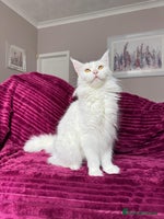 Maine Coon cats - Advert 8