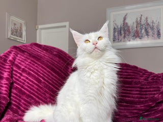 Maine Coon cats Maine Coon Kittens with Elite Heritage 🌟🌟🌟🌟🌟 - Advert 14