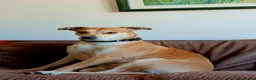 Mixed Breed dogs for sale: Lurcher dog for sale  - Advert 1