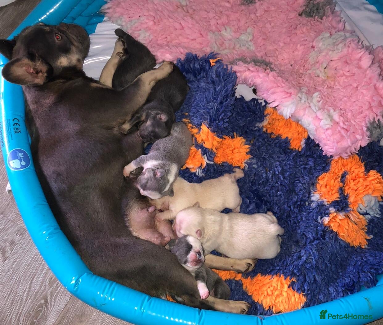 French Bulldog dogs for sale: Beautiful Mixed colours Fluffy Frenchie Pups - Advert 14