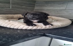Mixed Breed dogs for sale: 11 week old male staff cross rottie - Image 2