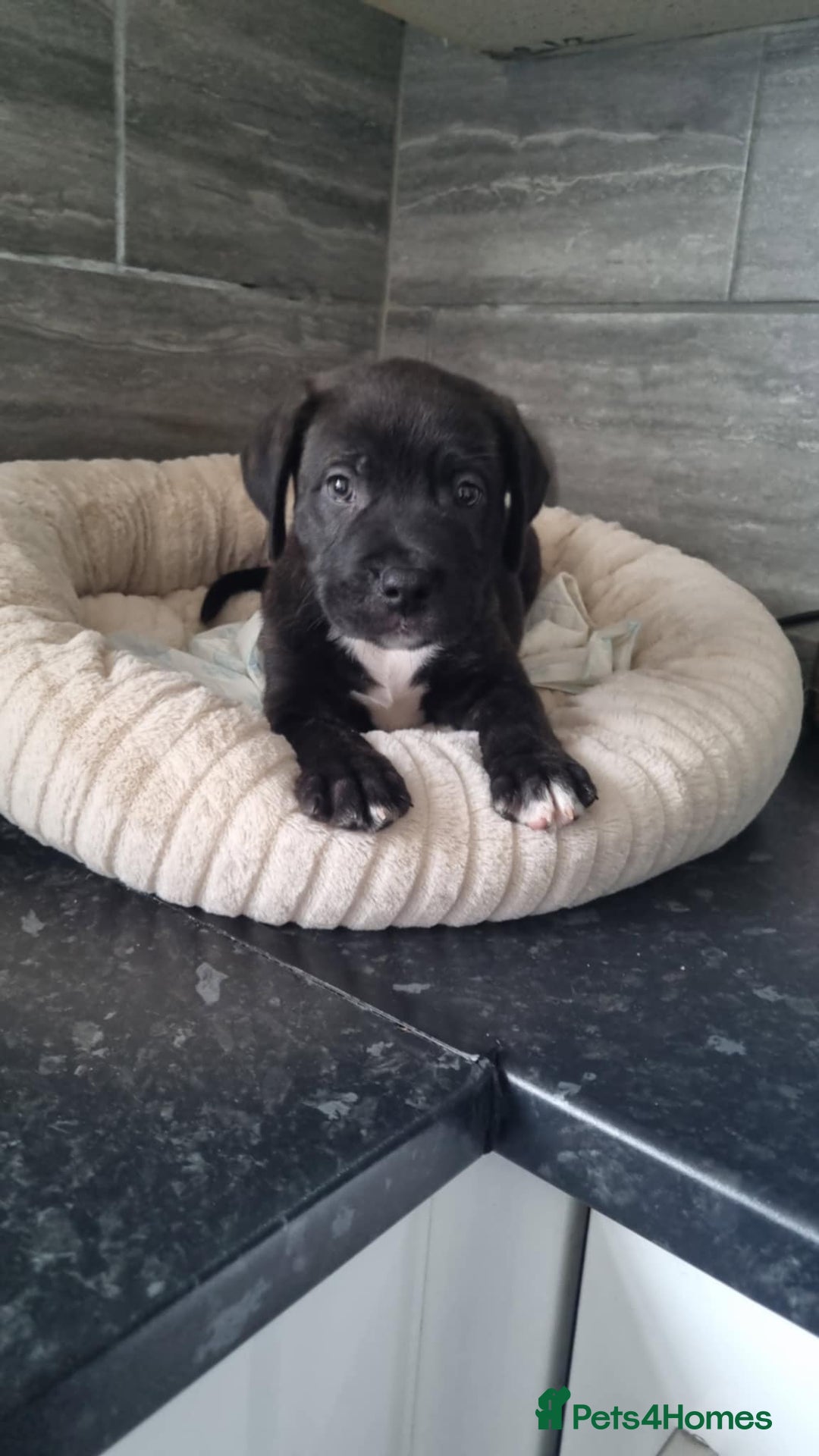 Mixed Breed dogs for sale: 11 week old male staff cross rottie - Image 2