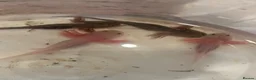 Axolotl reptiles for sale: Baby axolotl for sale  - Advert 4