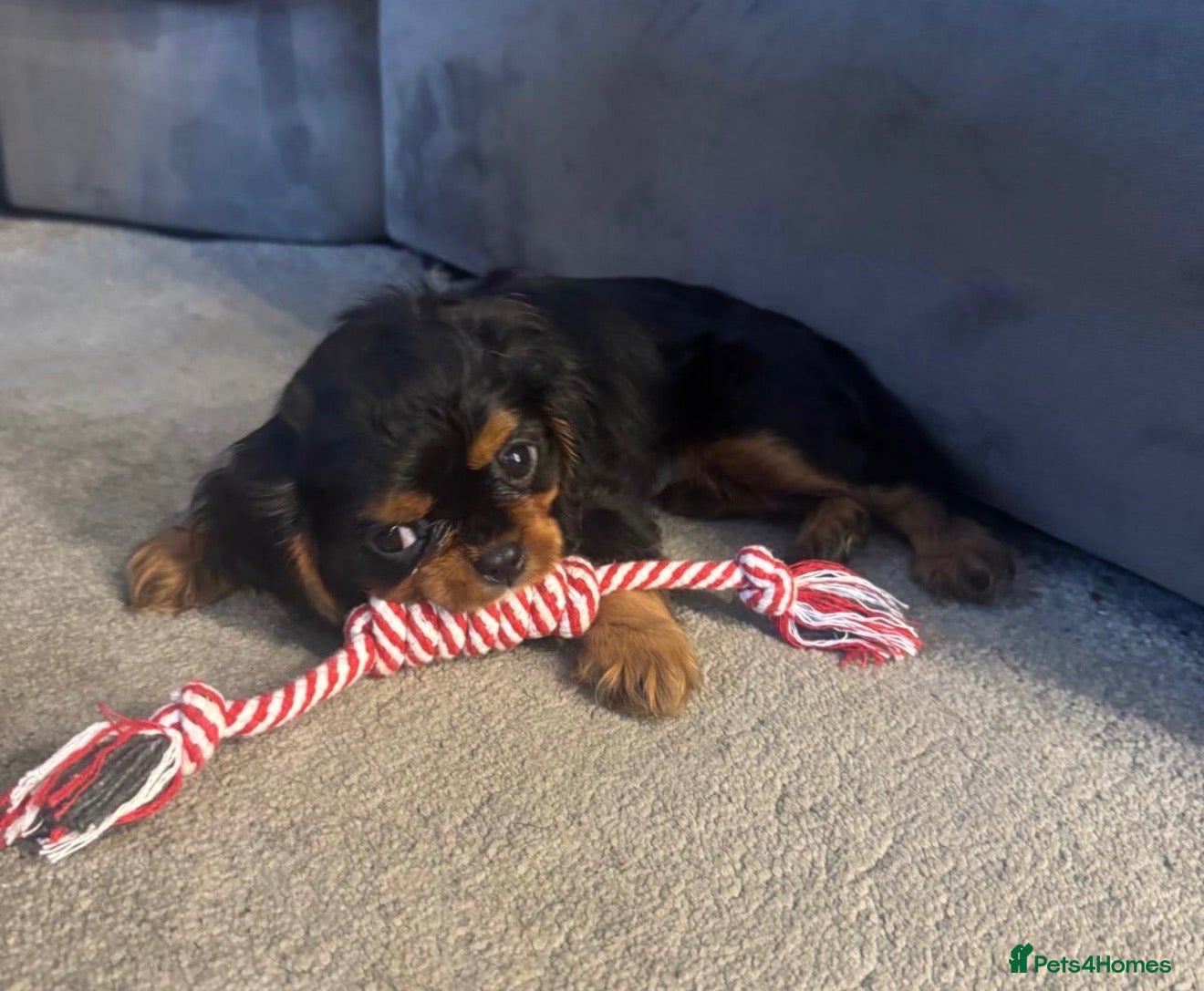Cavalier King Charles Spaniel dogs ❤️ Available LAST FEW – Beautiful Cavalier 🐶 ❤️ - Advert 3