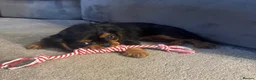 Cavalier King Charles Spaniel dogs for sale: 💙💙LAST BOY PUP💙💙 – Beautiful Cavalier 🐶 ❤️ - Advert 3