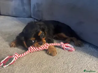 Cavalier King Charles Spaniel dogs ❤️ Available LAST FEW – Beautiful Cavalier 🐶 ❤️ - Advert 3