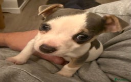 Jack Russell dogs for sale: Miniature jack Russell  - Advert 6