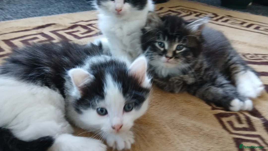 British Longhair cats for sale: British long haired kittens  - Advert 1