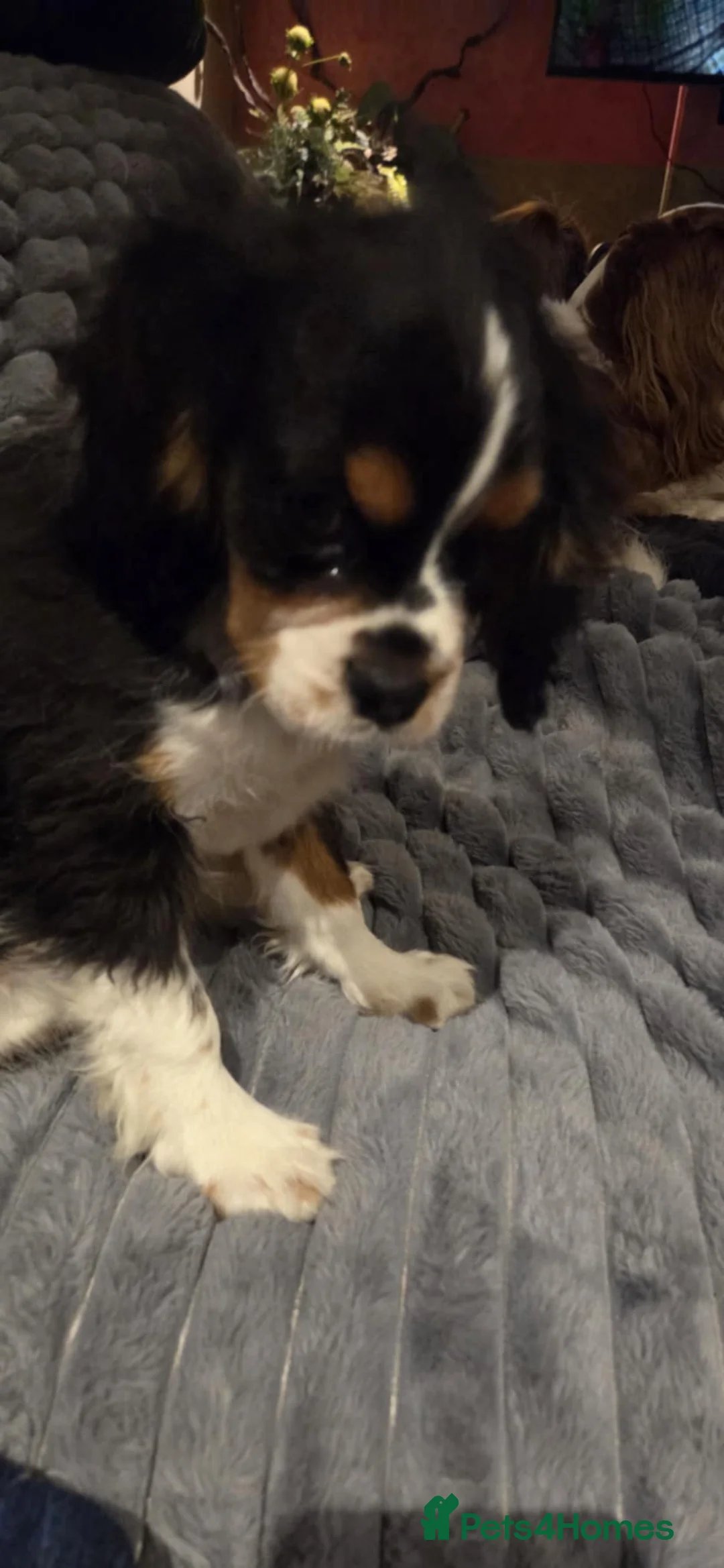 Cavalier King Charles Spaniel dogs for sale: Cavalier King Charles spaniel  - Advert 4