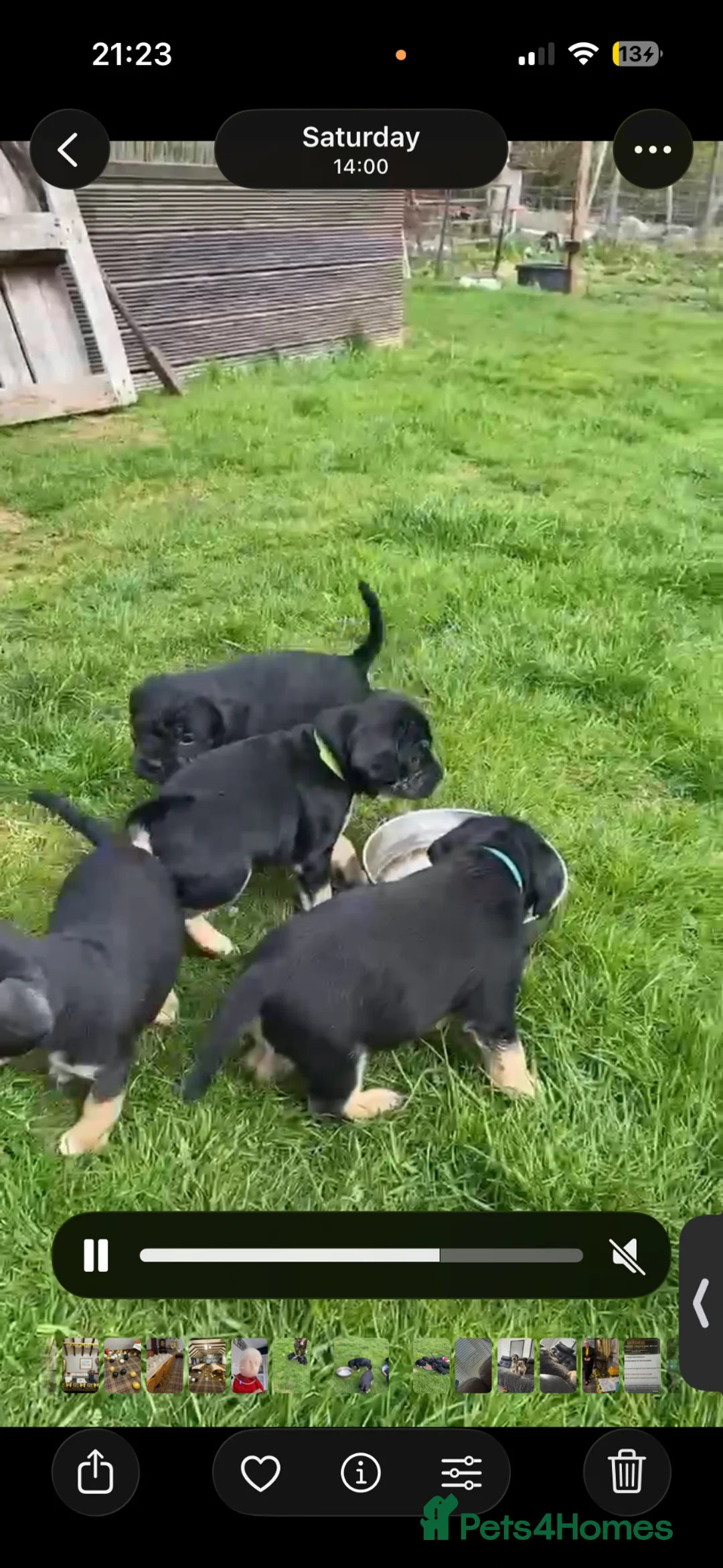Mixed Breed dogs for sale: Frenchie x cockapoo puppies - Advert 2