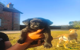 Labrador Retriever dogs for sale: Labrador puppies KC reg  - Image 6