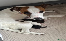 Mixed Breed dogs for sale: Jack Russel x Cockapoo Puppies - Image 18