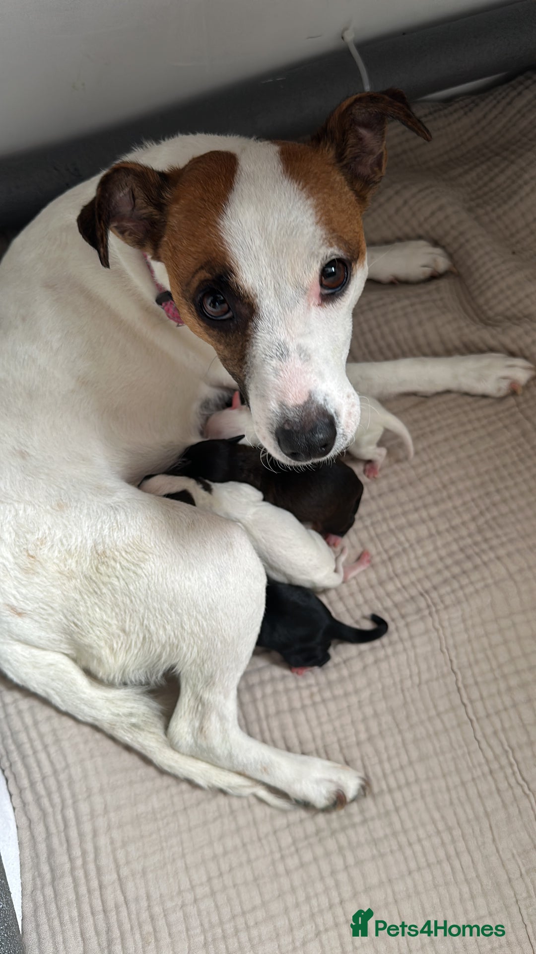 Mixed Breed dogs for sale: Jack Russel x Cockapoo Puppies - Image 18