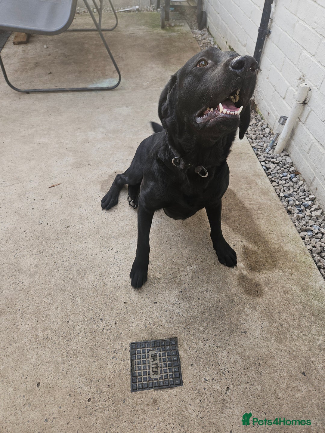 Labrador Retriever dogs for sale: Bruce  - Advert 2