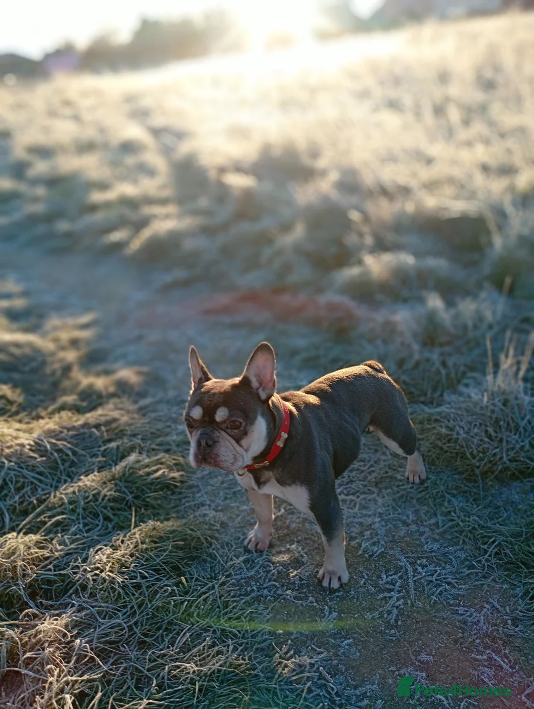 Mixed Breed dogs for sale: Fraffs  in Arundel - Advert 1