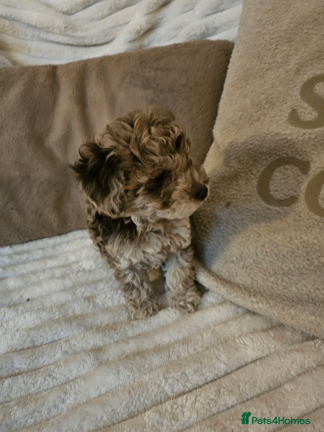 Maltipoo dogs for sale: Adorable rare merle maltipoos  ready no!!w - Advert 13