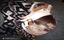 Dachshund dogs for sale: Double dapple dachshund  - Image 4