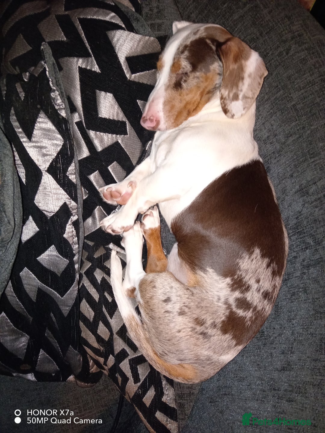 Dachshund dogs for sale: Double dapple dachshund  - Image 4