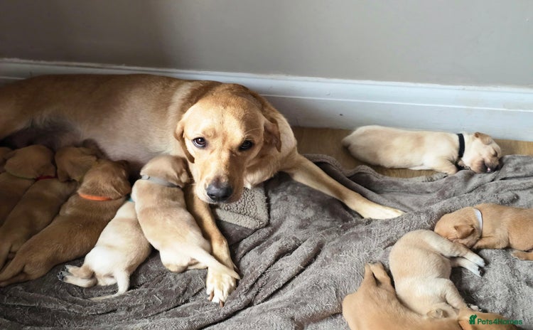 Labrador Retriever dogs - Advert 1
